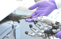 Das Bild zeigt die Hand eines Affen, die eine menschliche Hand im lilafarbenen Handschuh berührt sowie eine Roboterhand. Foto: Andres Agudelo-Toro