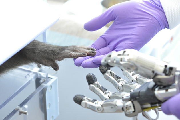 Das Bild zeigt die Hand eines Affen, die eine menschliche Hand im lilafarbenen Handschuh berührt sowie eine Roboterhand. Foto: Andres Agudelo-Toro