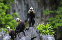 Der Cat Ba-, oder Goldkopf-Langur kommt nur in den Kalksteinbergen des Cat-Ba-Nationalpark in Vietnam vor. Er ist stark gefährdet, es existieren nur noch 76 Individuen (letzte Zählung aus 2023). Cat Ba-Languren stehen damit auf der Liste der „25 am stärksten bedrohten Primaten der Welt“. Foto: Nguyen van Truong 