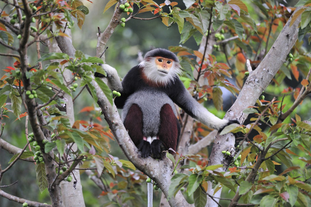 Die Rotschenkel-Kleideraffen gehören zu den farbenprächtigsten Primaten der Welt. Diese vom Aussterben bedrohte Art ist auch als Affenkönigin bekannt, die in Vietnam, Laos und Kambodscha endemisch ist. Foto: Nguyen Van Truong