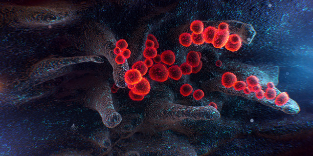 Die 3D-gerenderte rasterelektronenmikroskopische Aufnahme zeigt SARS-CoV-2-Viren (rot), die an der Oberfläche einer Wirtszelle austreten. Abbildung: willyam – stock.adobe.com