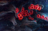 Die 3D-gerenderte rasterelektronenmikroskopische Aufnahme zeigt SARS-CoV-2-Viren (rot), die an der Oberfläche einer Wirtszelle austreten. Abbildung: willyam – stock.adobe.com