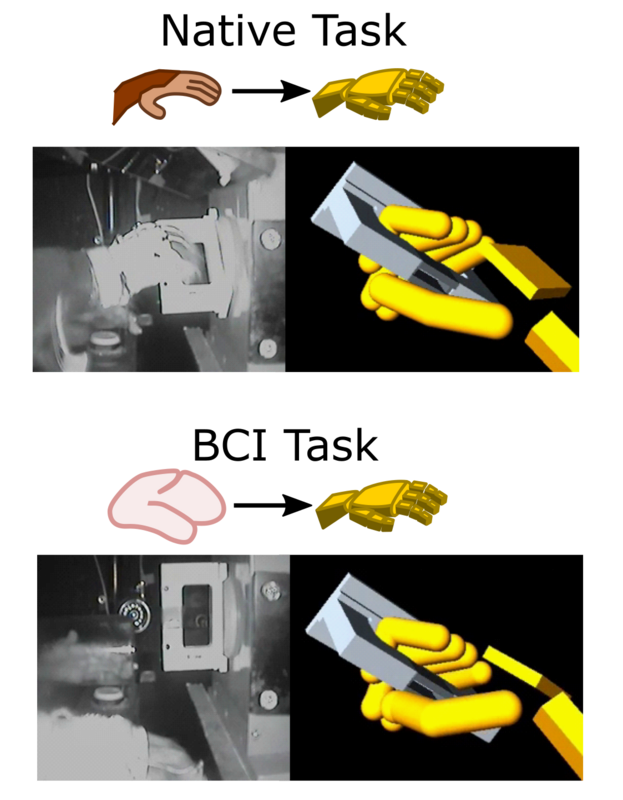 Das Bild zeigt grafisch wie die Greifaufgaben durchgeführt wurden. In der ersten Trainingsphase wurde die Avatarhand mit der "echten" Hand gesteuert, in der zweiten Phase nur mit neuronaler Aktivität. Abbildung: Neuron, Agudelo-Toro et al. 2024 