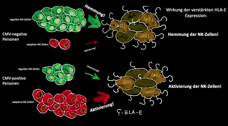 Die Abbildung zeigt, welche Wirkung, dass durch die SARS-CoV-2-Infektion hochregulierte HLA-E-Protein auf die regulären und adaptiven natürlichen Killerzellen hat. In CMV-negativen Personen überwiegen die regulären NK-Zellen mit inhibierendem Rezeptor. Die Killerzellen werden somit überwiegend gehemmt. In CMV-positiven Personen sind die adaptiven natürlichen Killerzellen mit stimulierendem Rezeptor in der Überzahl, so dass hier einen Aktivierung der NK-Zellen stattfindet. Abbildung: Lutz Walter