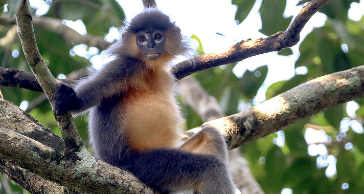 Ein junger Hybridlangur im Rema-Kalenga Wildlife Sanctuary, Bangladesch. Man kann leicht die morphologischen Merkmale beider Elternarten erkennen, beispielsweise die weißen Augenringe der Phayre-Brillenlanguren und das goldbraune Brusthaar der Kappenlanguren. Foto: Auritro Sattar