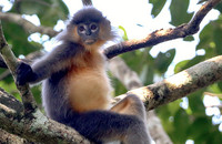 Ein junger Hybridlangur im Rema-Kalenga Wildlife Sanctuary, Bangladesch. Man kann leicht die morphologischen Merkmale beider Elternarten erkennen, beispielsweise die weißen Augenringe der Phayre-Brillenlanguren und das goldbraune Brusthaar der Kappenlanguren. Foto: Auritro Sattar