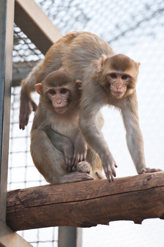 Zwei Rhesusaffen (Macaca mulatta) in der Tierhaltung am Deutschen Primatenzentrum. Foto: Anton Säckl