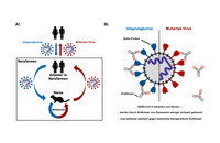 Die Einschleppung von SARS-CoV-2 in Nerzfarmen führt zur Entstehung von mutierten Viren, die teilweise der Kontrolle durch Antikörper entkommen. Abbildung: Markus Hoffmann
