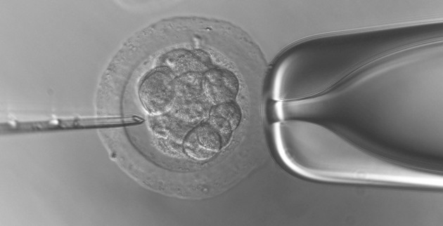 Microinjektion eines Embryos im Morulastadium. Foto: Charis Drummer