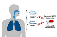 Die Bauchspeicheldrüsenmedikamente Camostat und Nafamostat hemmen die Vermehrung von SARS-CoV-2 in Lungengewebe. Abbildung: Markus Hoffmann