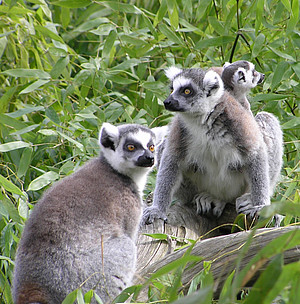 ring-tailed lemur